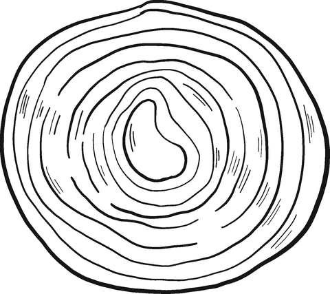 Slice Of Onion Coloring Page